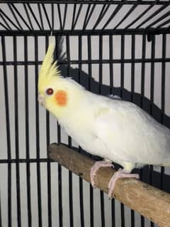 Cockatiels