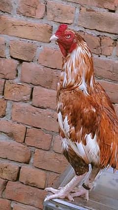 aseel bird