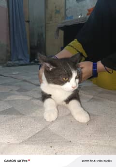 for