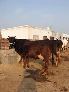 Cows