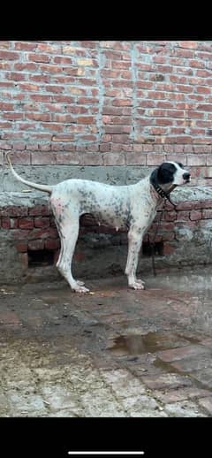 Pakistani High quality bulli female for sale
