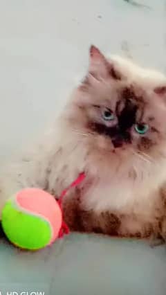 persian male cat