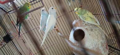 parrots