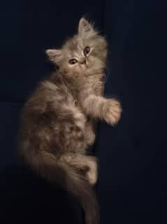 Persian kitten
