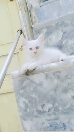 3  pershian kitten Blue eyes kittens for sale Whatsapp nbr 03084970434