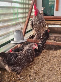 American Plymouth Rock. Chicks and fertile eggs available