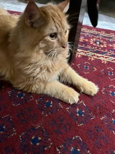 orginal Persian