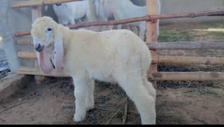 Larkana Dumba Tedda Bakra