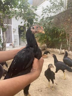 Aseel Chicks Gurantted