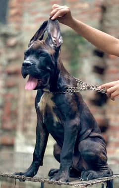 cane corso 03234696626