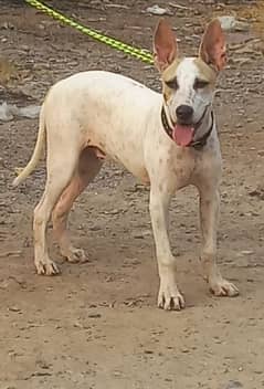 pure kuhati gultair male 4 month dubble body health and active