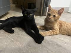single coat cat pair