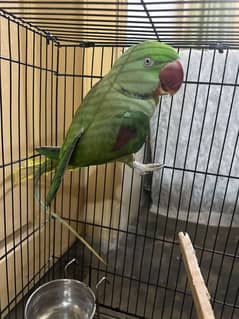 Kashmiri Raw male for sale