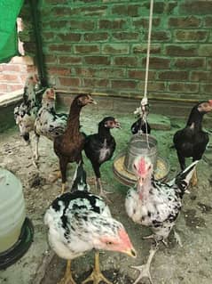 Aseel chicks
