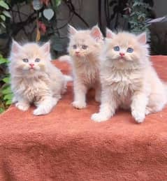Persian  | Persian Cat | Punch Face Persian 03304246398 WhatsApp