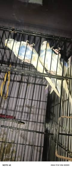 Australian parrot