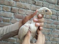 aseel parrot beak long tail chick pair.