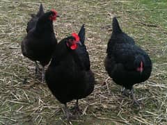 astarlog chicks available achi quality ma