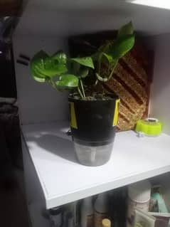 money plants