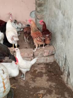 misri golden murgy murgia hain