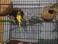 parrot for sale