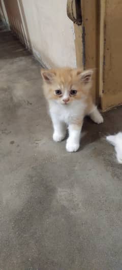 Persian kittens