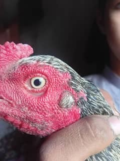 aseel murg for sale