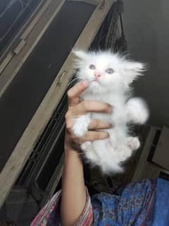 persian