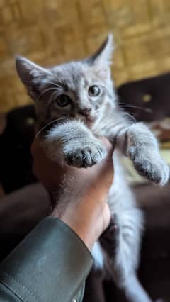kitten 4 month old