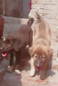 Bakarwal Dog