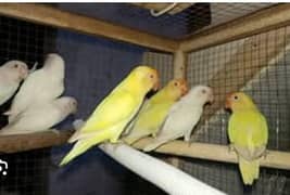 Albino red eye, Creamno, Decino