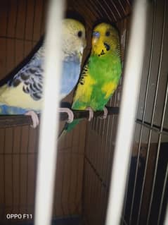 budgies