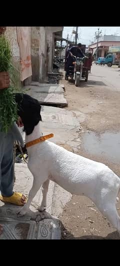 Dumba For Sale