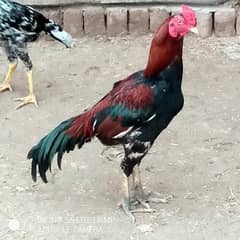 Aseel