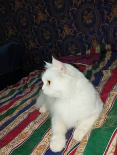 female cat