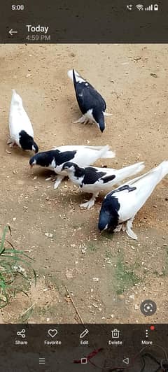 Sherazi pigeons