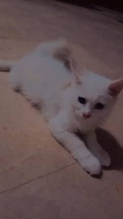 persian cat