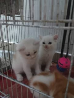 Persian KIttens babies for Sale