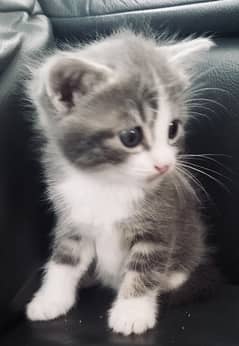 Cute