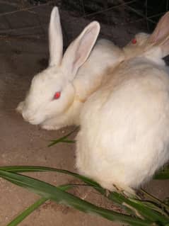 rabbits