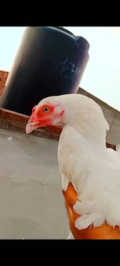 top quality white Heera Aseel female