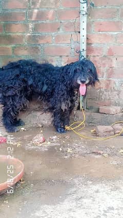 poodle dog female