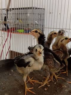 burmi chicks and pure burmi pamagon