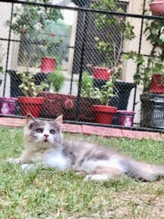 cat saller