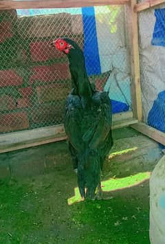 03 2 6 2 1 5 7 7 8 9 WhatsApp number