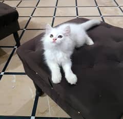 2 Kittens for sale