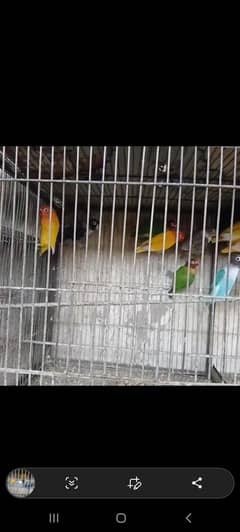 lovebirds