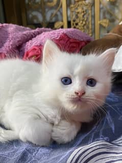 Persian cat babies