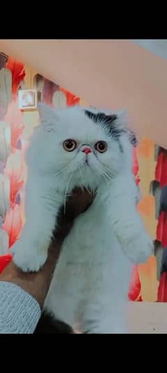 Persian cat for sale male or female my WhatsApp 0346=1121062