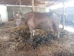 bhains